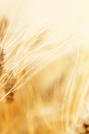  Wheat