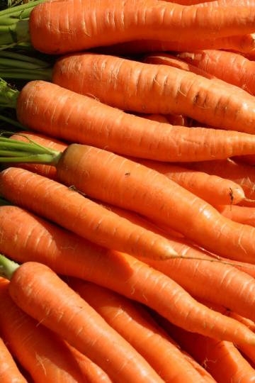 Carrot