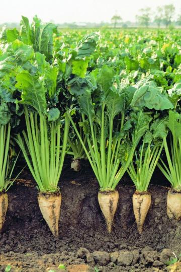 Sugar beet