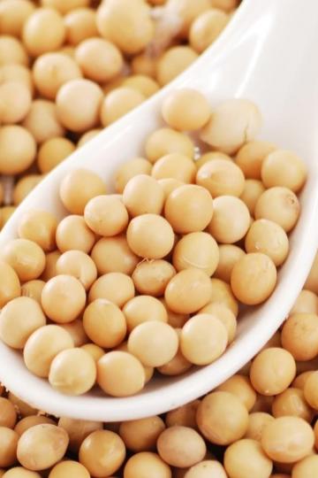 Soybean