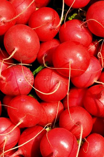  Radish