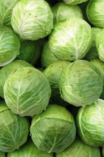  Cabbage